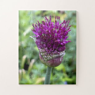 Quebra-cabeça Floração Roxa da Memória Flor de Allium Botânica