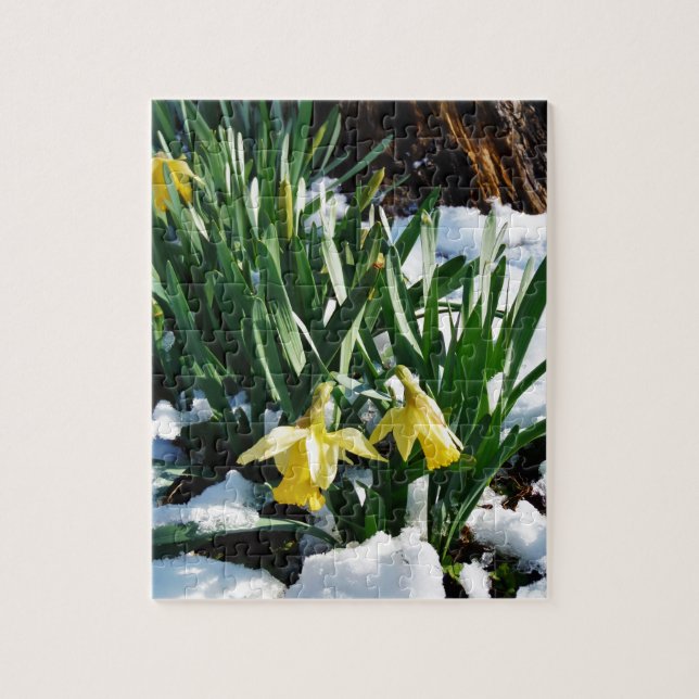 Quebra-cabeça Flores amarelas Daffodils na neve (Vertical)