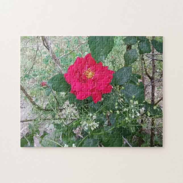Quebra-cabeça Flores brancas de rosa vermelha (Horizontal)