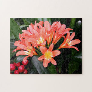 Quebra-cabeça Flores Clivia na floração
