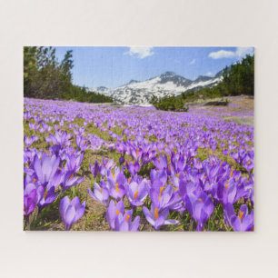 Quebra-cabeça Flores Crocus Pirin Mountain Park Bulgária