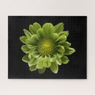 Quebra-cabeça Flores   Crolisântemo Verde