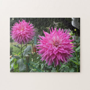 Quebra-cabeça Flores Dahlia, cor-de-rosa, florescentes