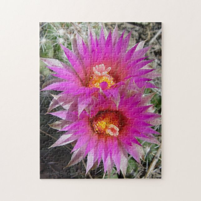 Quebra-cabeça Flores de Cactus F5 Bola "Escobaria vivipara" (Vertical)