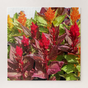 QUEBRA-CABEÇA FLORES DE CELOSIA