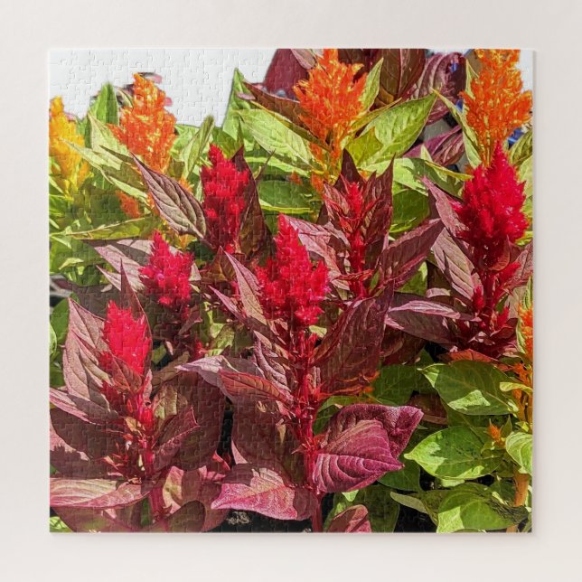 QUEBRA-CABEÇA FLORES DE CELOSIA (Vertical)