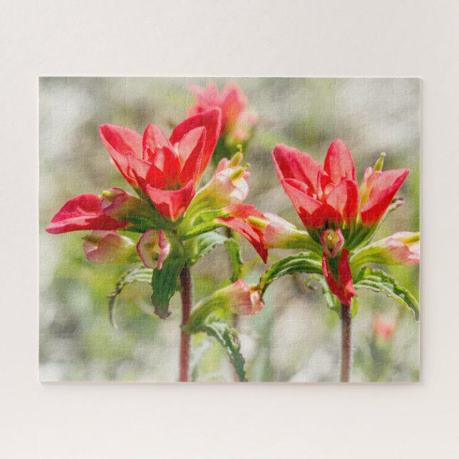 Quebra-cabeça Flores de Pincel Índias do Texas em branco (Horizontal)