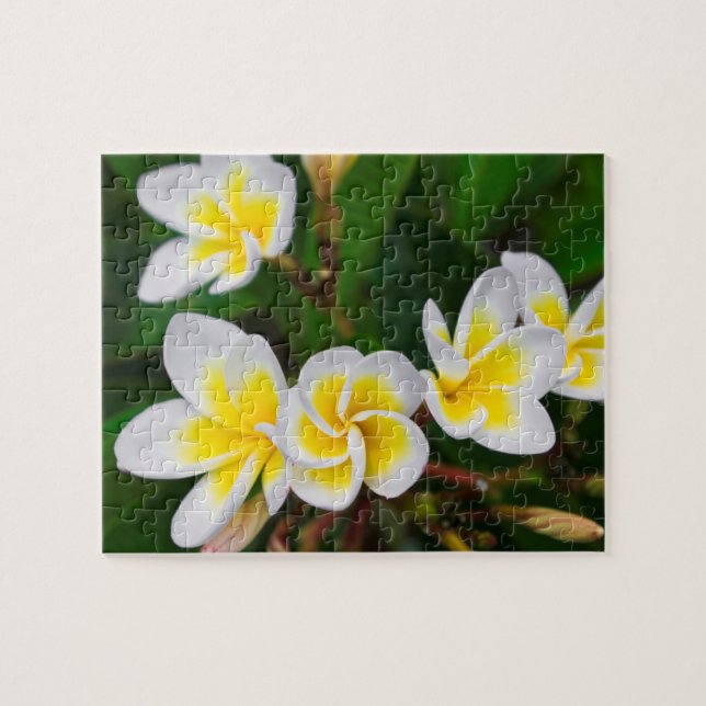 Quebra-cabeça Flores de Plumeria close-up, Havaí (Horizontal)