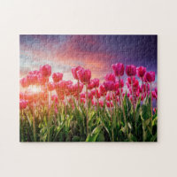 Flores de Tulipas Rosa Sunset Nature Países Baixos