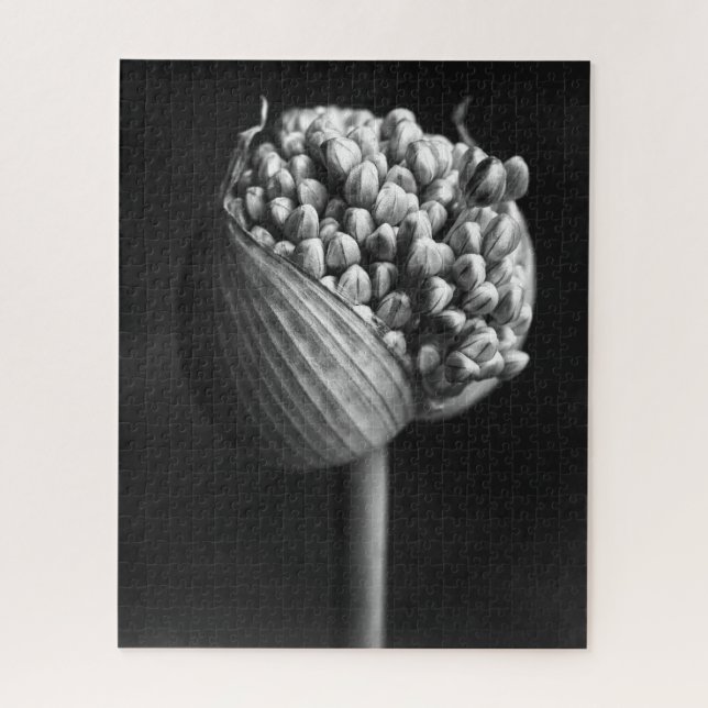 Quebra-cabeça Flores | Flor B&W Allium Bud (Vertical)