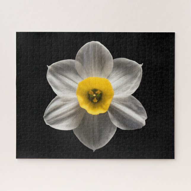 Quebra-cabeça Flores | Flor Branca De Daffodilo (Horizontal)