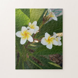 Quebra-cabeça Flores Fragrantes Frangipani