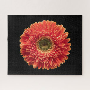 Quebra-cabeça Flores   Orange Gerbera Daisy
