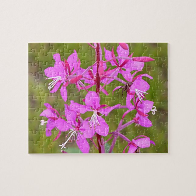 Quebra-cabeça Flores rosa de Alaskan Fireweed na floração (Horizontal)
