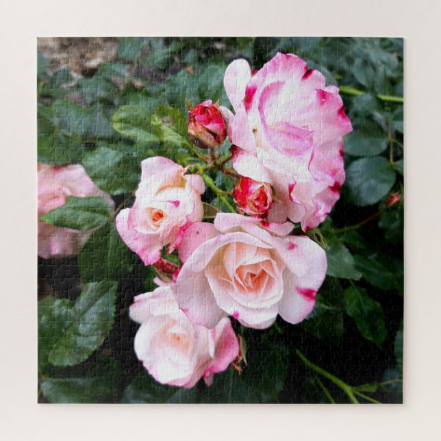 Quebra-cabeça Flores rosas, Rosas brancas rosa (Vertical)