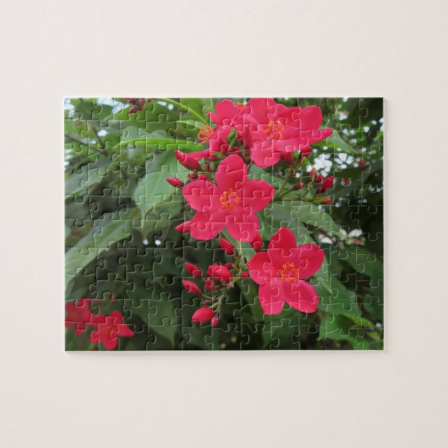 Quebra-cabeça Flores Vermelhas de Jatropha (Horizontal)