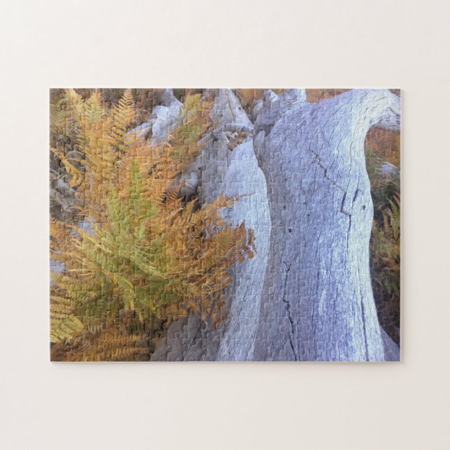 Quebra-cabeça Floresta de outono (Horizontal)