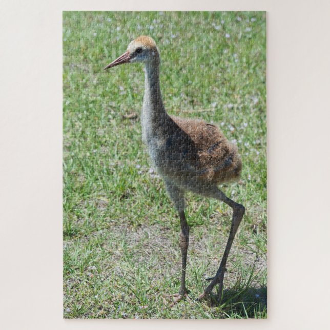 Quebra-cabeça Flórida Sandhill Cranes Em Fotografia De Campo Ver (Vertical)