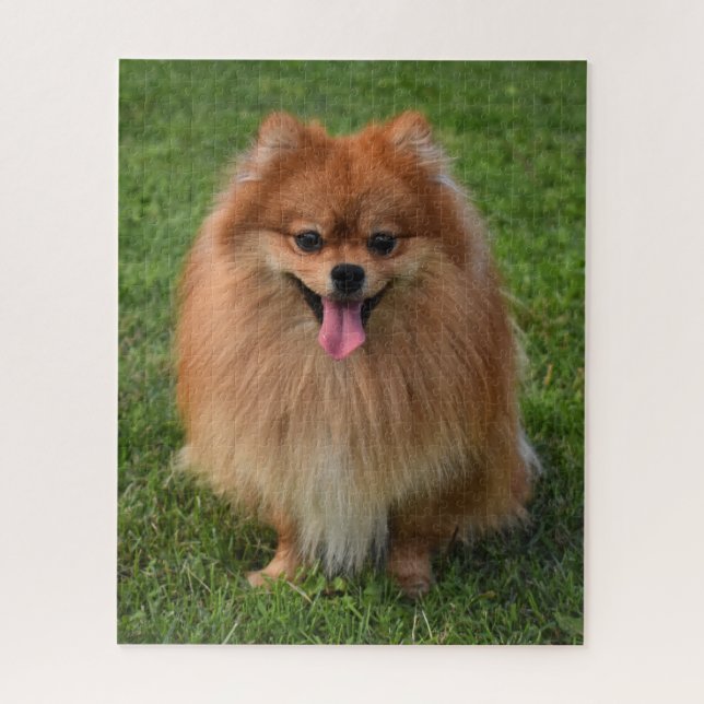 Quebra-cabeça Fluffy Brown Pomeranian Puppy Dog (Vertical)