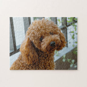 Quebra-cabeça Fluffy Brown Poodle Puppy Dog