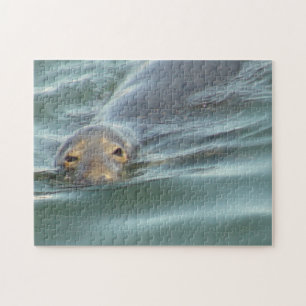 Quebra-cabeça Foca-branca de Cabo Cod