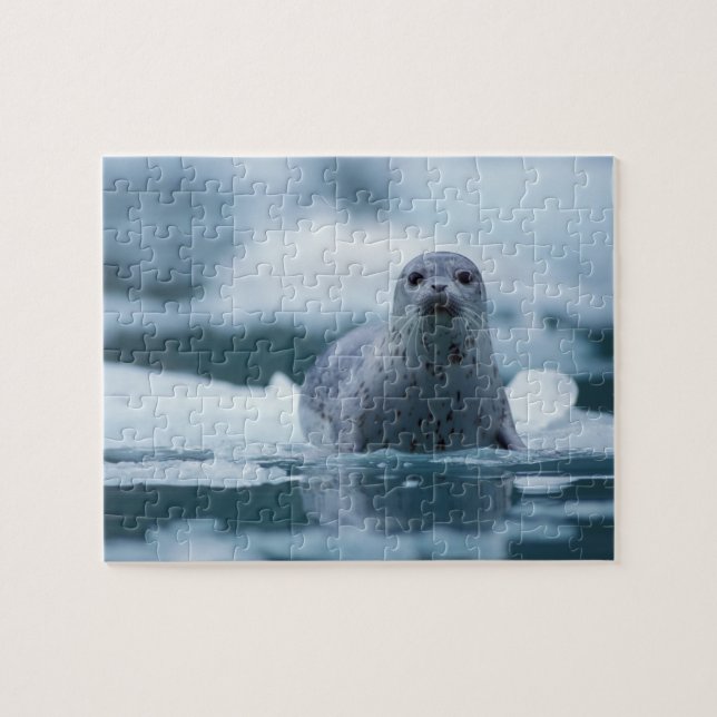Quebra-cabeça foca-comum-do-pacífico, Phoca vitulina richardsi (Horizontal)