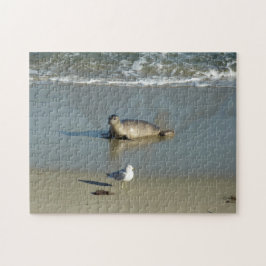 Quebra-cabeça Foca-comum em La Jolla Califórnia