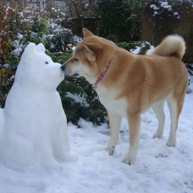 Quebra-cabeça fofo akita beijando fotografia de snowman akita (Criador carregado)