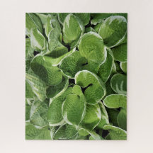 Folhas de Hosta