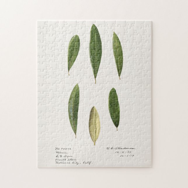 Quebra-cabeça Folhas de oliveira (Olea Europaea) (Vertical)