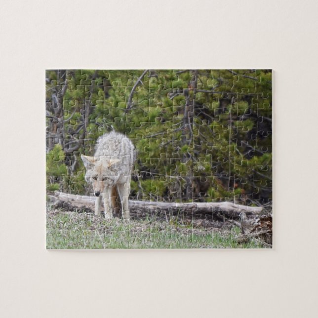Quebra-cabeça Fome como um Lobo - Yellowstone - 8x10 - 110 pcs (Horizontal)