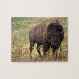 Quebra-cabeça Foto Bison