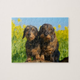 Quebra-cabeça Foto bonito de Dackel de dois cães do Dachshund -