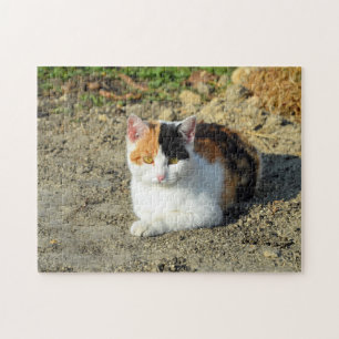 Quebra-cabeça Foto bonito de Gato Calico
