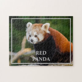 Quebra-cabeça Foto da Natureza de Panda Vermelho Fofo