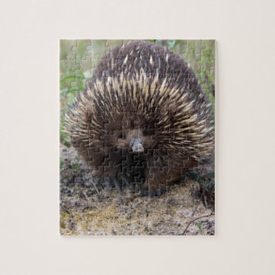 Quebra-cabeça Foto de animal Echidna Cute, australiana