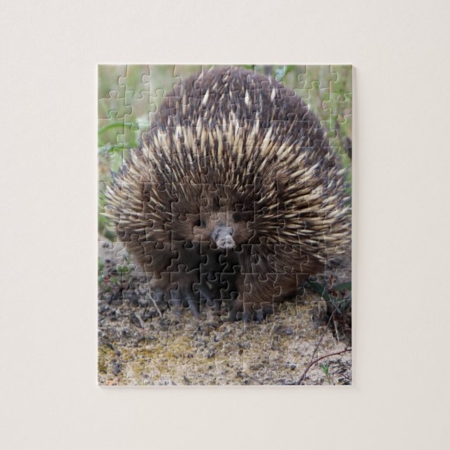 Quebra-cabeça Foto de animal Echidna Cute, australiana (Vertical)