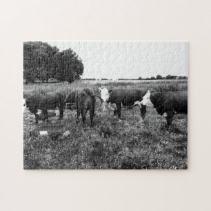 Quebra-cabeça Foto de Bovinos Pretos e Brancos
