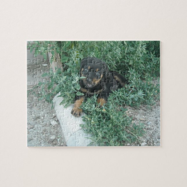 Quebra-cabeça Foto de Filhote de Rottweiler (Horizontal)