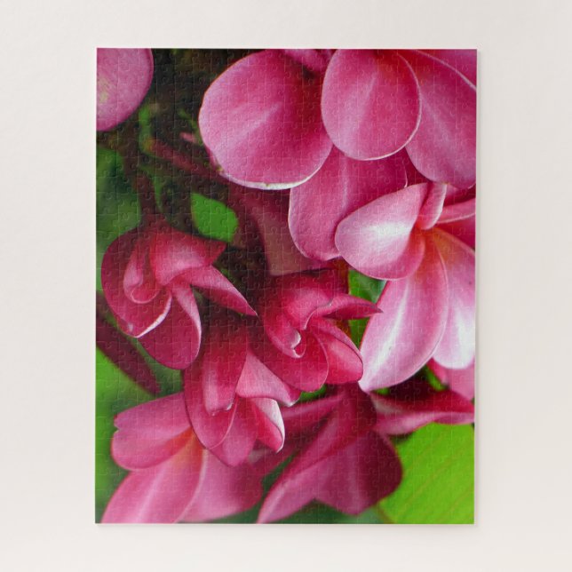 Quebra-cabeça Foto de Flor de Plumeria Rosa (Vertical)
