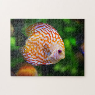 Quebra-cabeça Foto de peixe disco laranja branco em aquário