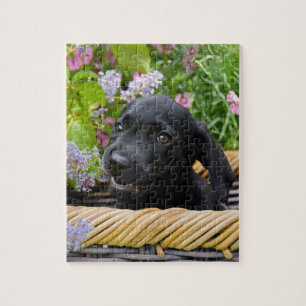 Quebra-cabeça Foto de Pet Pet, Cão-de-Cão-de-Cachorro Preto