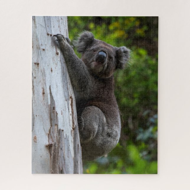 Quebra-cabeça Foto de vida selvagem da Austrália com coala, 520  (Vertical)