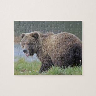 Quebra-cabeça Foto do Alasca dos animais selvagens do urso de