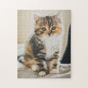 Quebra-cabeça Foto do gato Gato Calico Tabby Kitten, Felpudo bon
