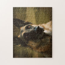 Foto do german shepherd de Adoroing