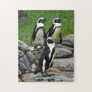 Quebra-cabeça Foto do Pinguim Africano