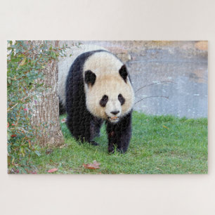 quebra-cabeça Foto gigante panda, animais 0340.