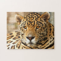 Foto Jaguar