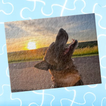 Foto Legal de Cachorro de Estimação Divertida, Noi